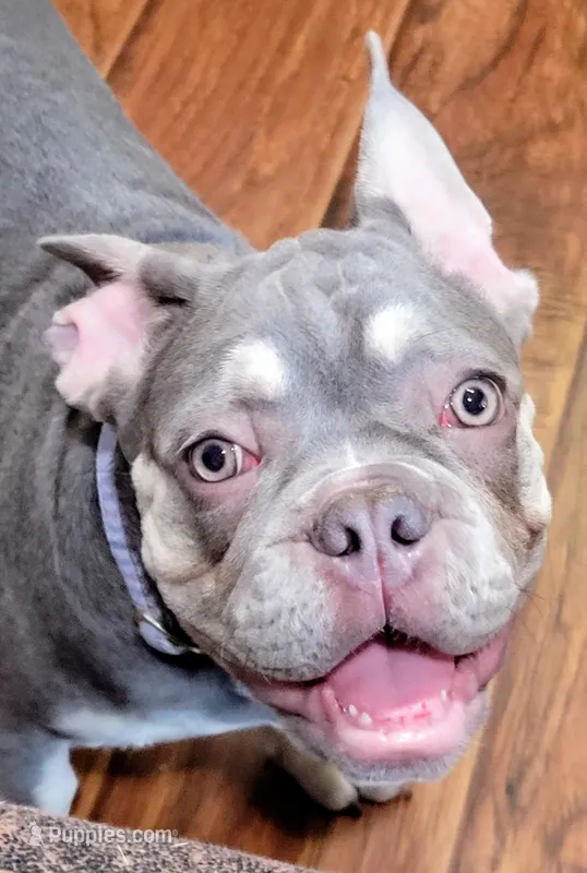 Claude – French Bulldog puppy for sale in Grand Terrace, CA