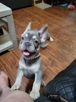 Gale, a female French Bulldog for sale in Grand Terrace, CA – 1 of 10