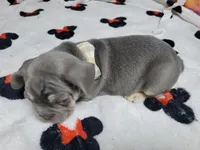 Fern, a male French Bulldog for sale in Grand Terrace, CA – 7 of 10