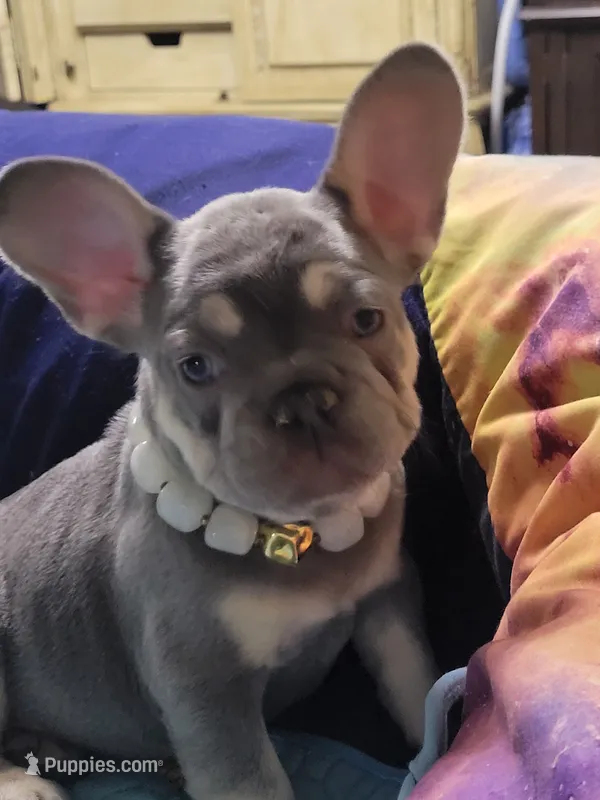 Gale – French Bulldog puppy for sale in Grand Terrace, CA