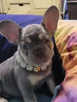 Gale, a female French Bulldog for sale in Grand Terrace, CA – 2 of 10
