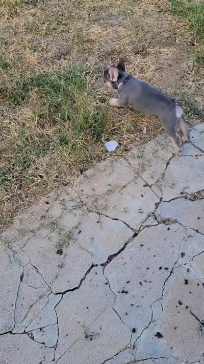 Gale, a female French Bulldog for sale in Grand Terrace, CA – 10 of 10