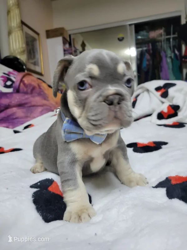 Claude – French Bulldog puppy for sale in Grand Terrace, CA