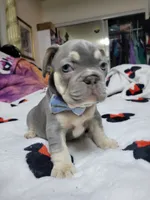 Claude, a male French Bulldog for sale in Grand Terrace, CA – 8 of 10