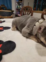 Gale, a female French Bulldog for sale in Grand Terrace, CA – 2 of 9
