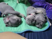 Fern, a male French Bulldog for sale in Grand Terrace, CA – 4 of 10