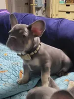 Fern, a male French Bulldog for sale in Grand Terrace, CA – 7 of 10