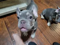 Fern, a male French Bulldog for sale in Grand Terrace, CA – 9 of 10