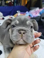 Claude, a male French Bulldog for sale in Grand Terrace, CA – 1 of 10