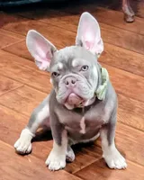 Fern, a male French Bulldog for sale in Grand Terrace, CA – 8 of 10