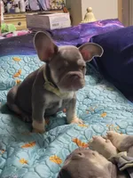 Fern, a male French Bulldog for sale in Grand Terrace, CA – 6 of 10