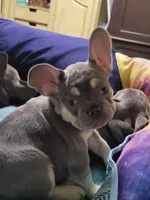 Gale, a female French Bulldog for sale in Grand Terrace, CA – 8 of 10