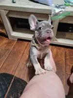 Fern, a male French Bulldog for sale in Grand Terrace, CA – 1 of 10
