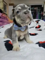 Claude, a male French Bulldog for sale in Grand Terrace, CA – 9 of 10