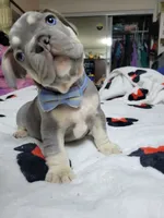 Claude, a male French Bulldog for sale in Grand Terrace, CA – 5 of 10