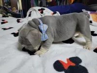 Claude, a male French Bulldog for sale in Grand Terrace, CA – 7 of 10