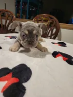 Gale, a female French Bulldog for sale in Grand Terrace, CA – 3 of 9
