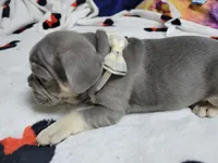Fern, a male French Bulldog for sale in Grand Terrace, CA – 3 of 10