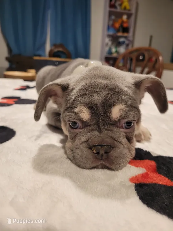 Gale – French Bulldog puppy for sale in Grand Terrace, CA