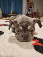 Gale, a female French Bulldog for sale in Grand Terrace, CA – 1 of 9