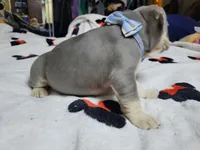 Claude, a male French Bulldog for sale in Grand Terrace, CA – 10 of 10
