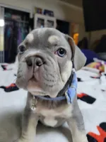 Claude, a male French Bulldog for sale in Grand Terrace, CA – 2 of 10