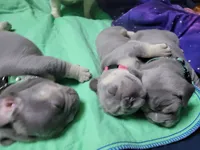 Gale, a female French Bulldog for sale in Grand Terrace, CA – 9 of 9