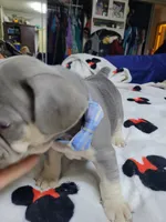 Claude, a male French Bulldog for sale in Grand Terrace, CA – 3 of 10