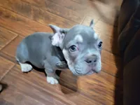 Claude, a male French Bulldog for sale in Grand Terrace, CA – 9 of 10