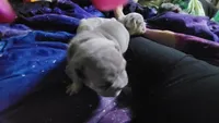 Gale, a female French Bulldog for sale in Grand Terrace, CA – 6 of 9
