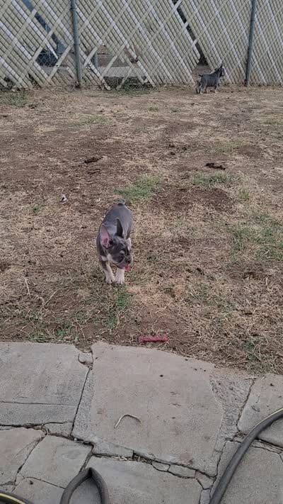 Fern, a male French Bulldog for sale in Grand Terrace, CA – 10 of 10