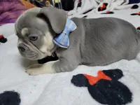 Claude, a male French Bulldog for sale in Grand Terrace, CA – 6 of 10