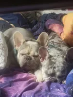 Gale, a female French Bulldog for sale in Grand Terrace, CA – 7 of 9