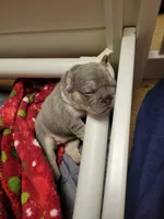 Gale, a female French Bulldog for sale in Grand Terrace, CA – 8 of 9