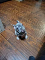 Claude, a male French Bulldog for sale in Grand Terrace, CA – 8 of 10