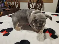 Gale, a female French Bulldog for sale in Grand Terrace, CA – 5 of 9