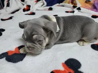 Fern, a male French Bulldog for sale in Grand Terrace, CA – 6 of 10