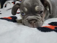 Fern, a male French Bulldog for sale in Grand Terrace, CA – 9 of 10