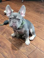 Fern, a male French Bulldog for sale in Grand Terrace, CA – 9 of 10