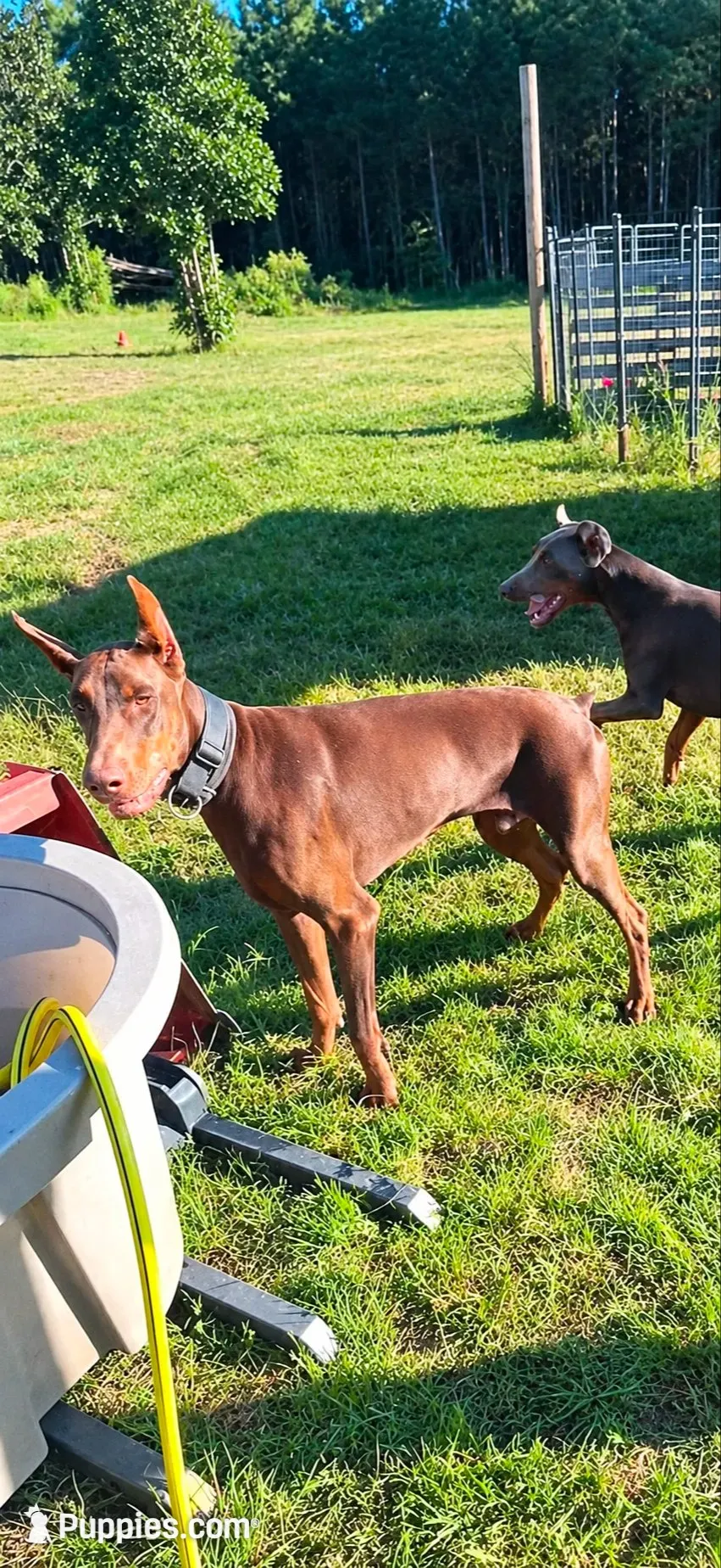 96% Euro litter, a  Doberman Pinscher for sale in Beasley, TX – 7 of 10