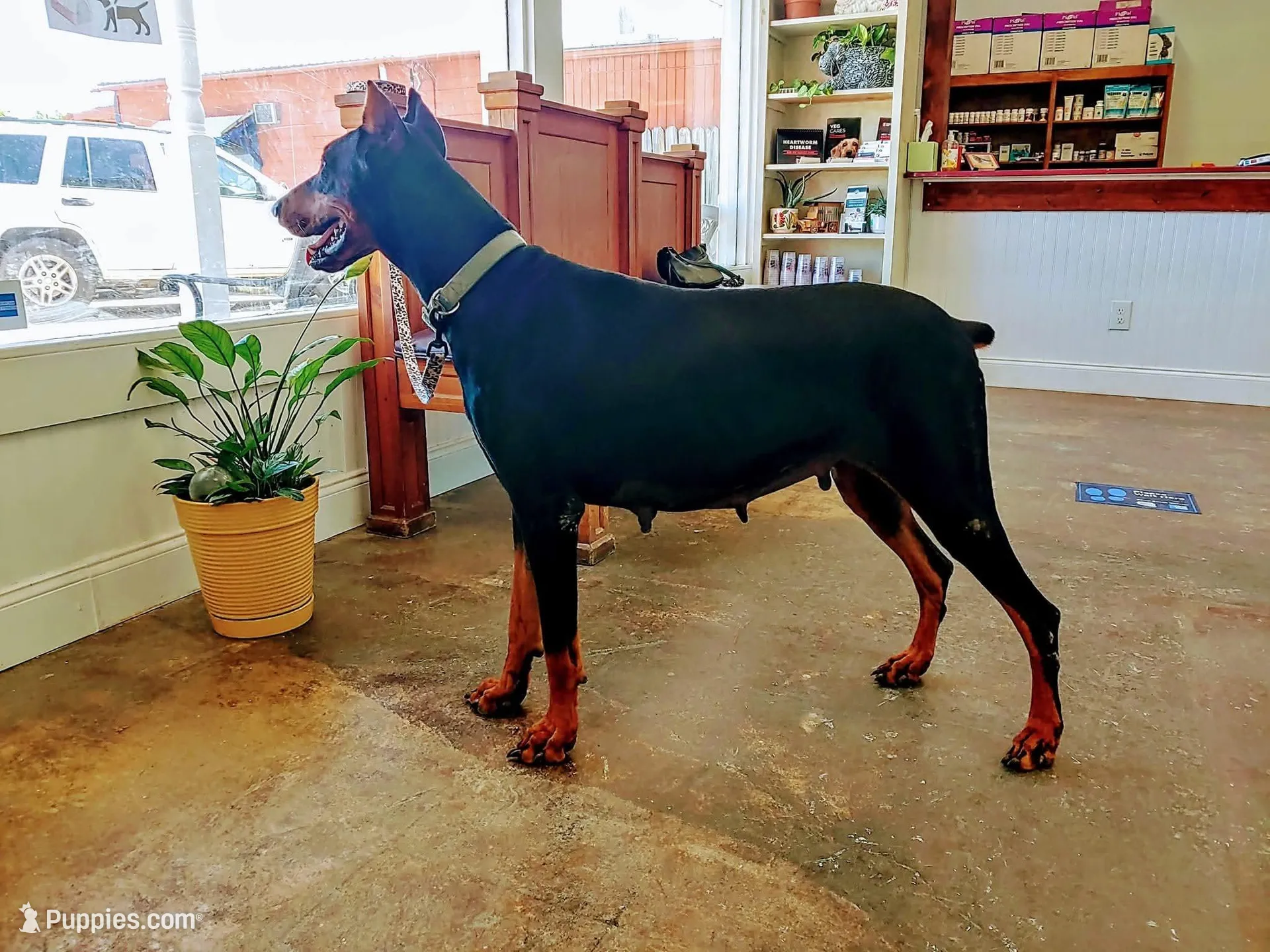 Mr Red 91% Euro, a male Doberman Pinscher for sale in Beasley, TX – Photo 7 of 8