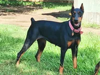 Expecting 92% European litter, a  Doberman Pinscher for sale in Beasley, TX – 5 of 7