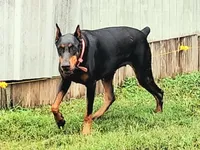 Expecting 92% European litter, a  Doberman Pinscher for sale in Beasley, TX – 3 of 7