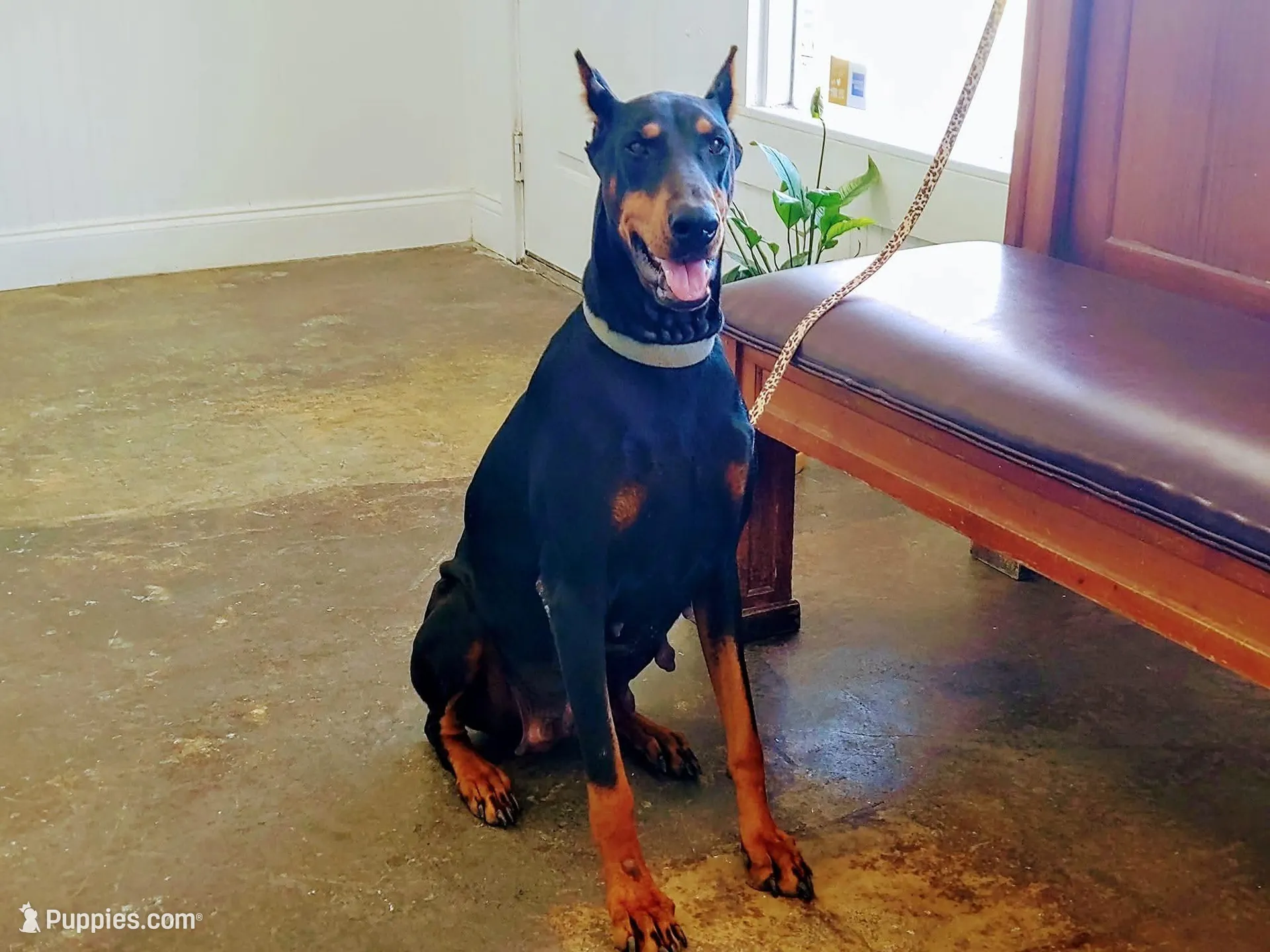 Miss Pink 91% Euro, a female Doberman Pinscher for sale in Beasley, TX – Photo 7 of 8