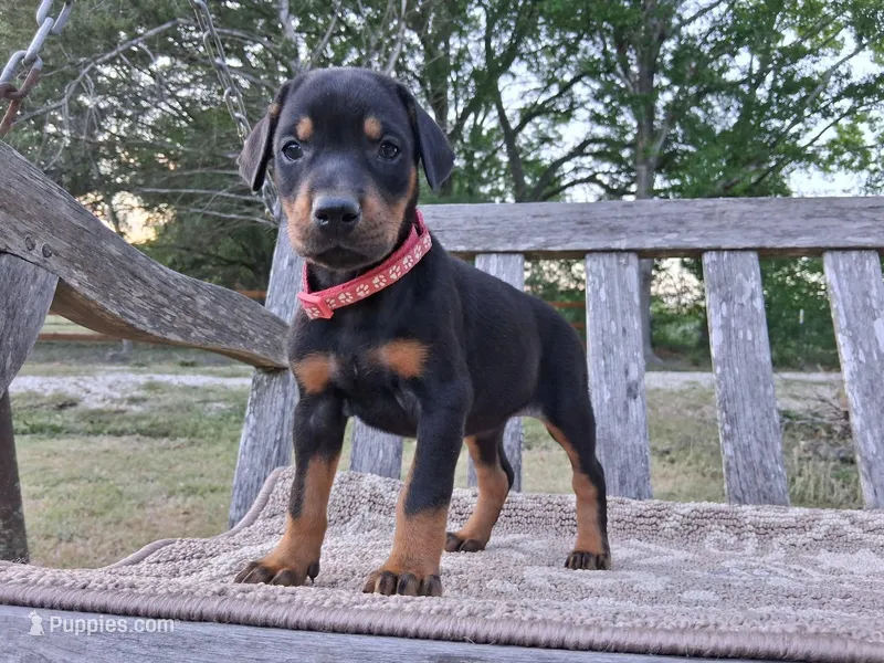 Miss Pink 91% Euro – Doberman Pinscher puppy for sale in Beasley, TX