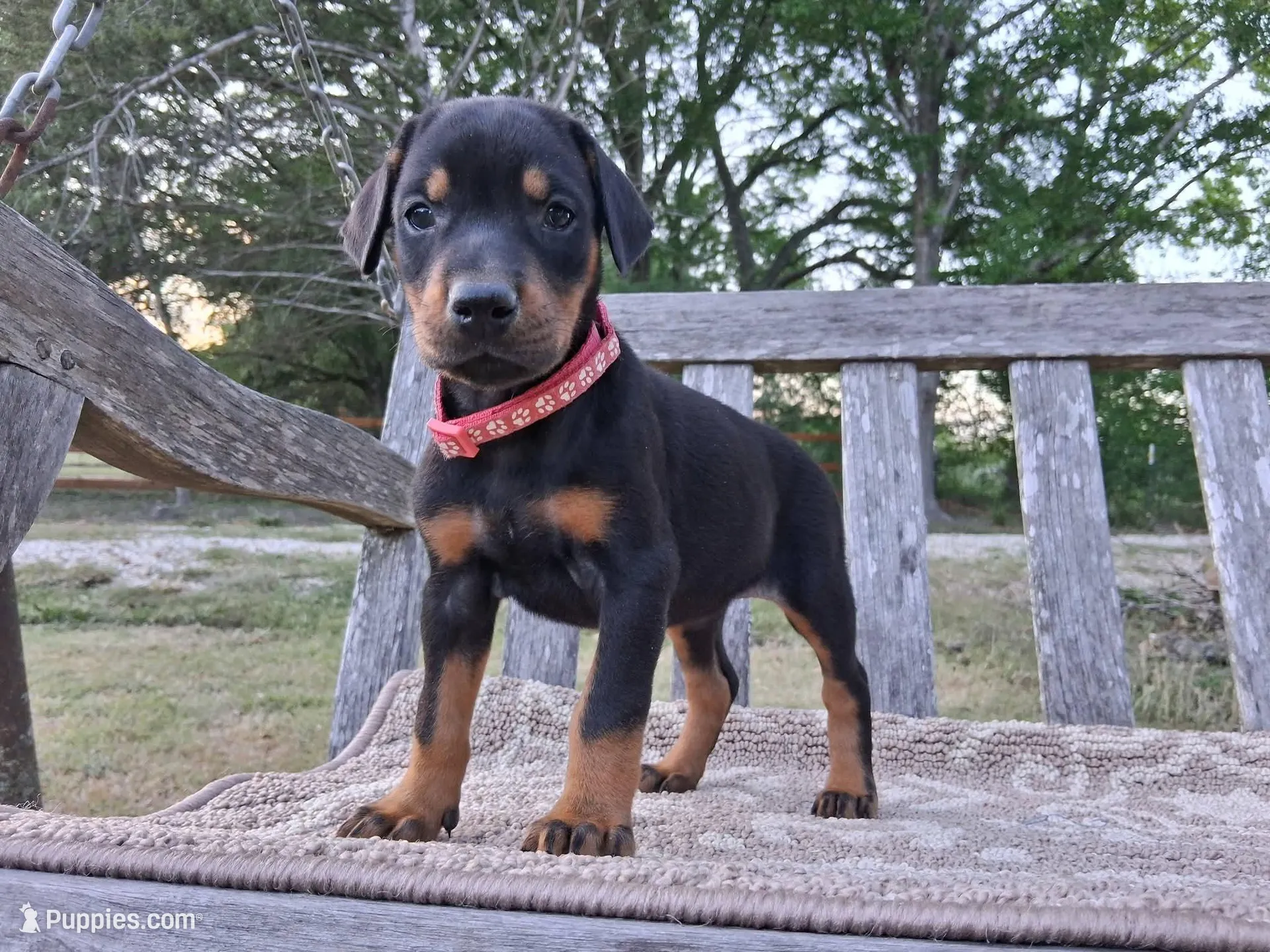 Miss Pink 91% Euro, a female Doberman Pinscher for sale in Beasley, TX – Photo 1 of 8