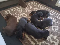 92% European pup, a male Doberman Pinscher for sale in Beasley, TX – 8 of 10