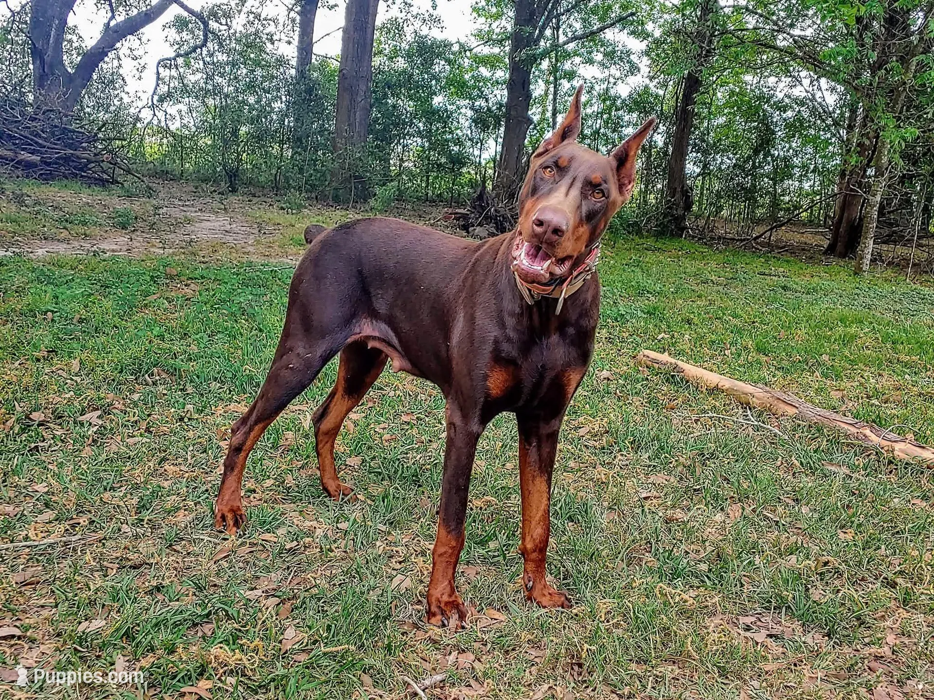 Miss Yellow 91% Euro, a female Doberman Pinscher for sale in Beasley, TX – 6 of 8