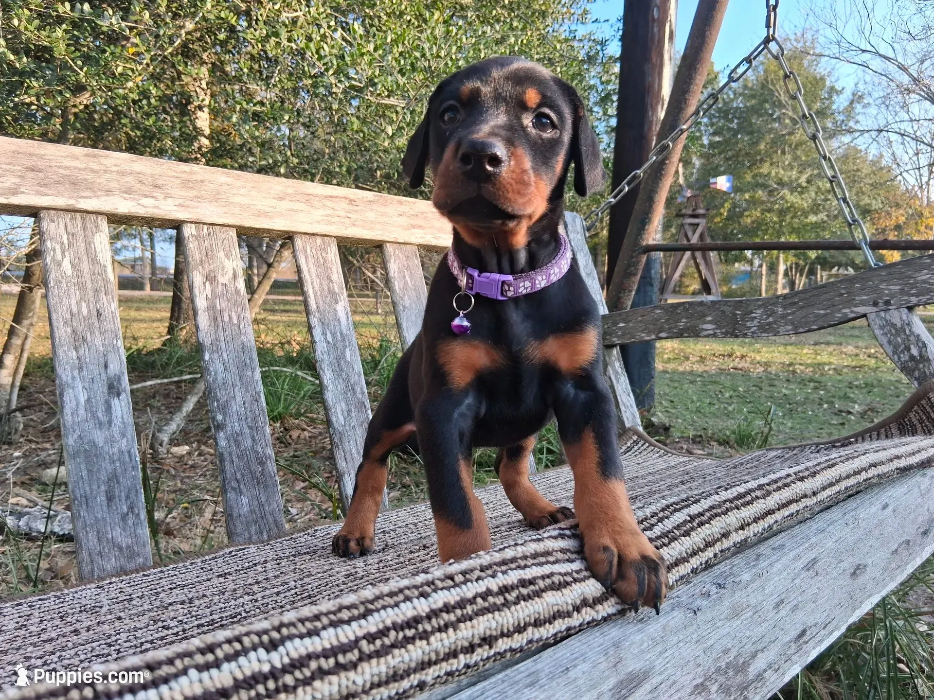 96% Euro litter, a  Doberman Pinscher for sale in Beasley, TX – 9 of 10