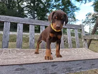 Miss Yellow 91% Euro, a female Doberman Pinscher for sale in Beasley, TX – Photo 3 of 8